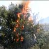 ﻿Bodrum'da makilik alanda yangın