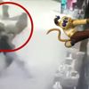 Kung Fu ustası! Maymuna hareket çeken genç pişman oldu Kung Fu ustası! Maymuna hareket çeken genç pişman oldu