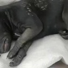Fil başlı köpek yavrusu doğdu Fil başlı köpek yavrusu doğdu