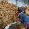 Başkan Erdoğan'ın çiftçiden patates, soğan ve çeltik satın alınacağı müjdesi Ahlatlı çiftçileri sevindirdi