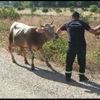 Kaçan boğa iğneyle vuruldu! Böyle yakalandı Kaçan boğa iğneyle vuruldu! Böyle yakalandı