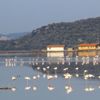 Flamingolar Bodrum’a akın etti Flamingolar Bodrum’a akın etti