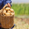 Patates stokçusu yüzde 400 kazandı Patates stokçusu yüzde 400 kazandı