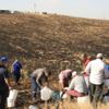 7 bin fıstık fidesi kül oldu 7 bin fıstık fidesi kül oldu