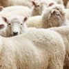 Büyükbaş ve küçükbaş kurbanlık fiyatları ne kadar? Migros, A101, Carrefoursa kurbanlık fiyatları! Büyükbaş ve küçükbaş kurbanlık fiyatları ne kadar? Migros, A101, Carrefoursa kurbanlık fiyatları!