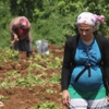 Patatesin fiyatı uçtu, tarlalara akın başladı Patatesin fiyatı uçtu, tarlalara akın başladı