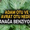 Adam otu ve avrat otu nedir ıspanağa benziyor mu?