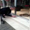 SAKARYA Mağazada mahsur kalan kediyi besledi SAKARYA Mağazada mahsur kalan kediyi besledi