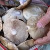Gümüşhane'de mantar sezonu başladı Gümüşhane'de mantar sezonu başladı