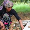 Çaydan sonra fındıkta işçi endişesi başladı Çaydan sonra fındıkta işçi endişesi başladı
