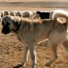 Türkiye'den İtalya'ya 'Kangal' yanıtı