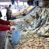 Havalar ısındı, balık fiyatları tavan yaptı