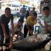 Marmara da dev orkinos balığı yakalandı Marmara da dev orkinos balığı yakalandı