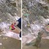 Sincabın 'rubik küp' merakı Sincabın 'rubik küp' merakı