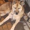 Kurt sandılar köpek çıktı Kurt sandılar köpek çıktı