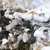 Bitlis te bir adet basma düzenekli EYP ele geçirildi Bitlis te bir adet basma düzenekli EYP ele geçirildi