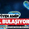 Beyin yiyen amip nasıl bulaşıyor? Koronavirüsten sonra yeni kabus o illerde görüldü! Beyin yiyen amip nasıl bulaşıyor? Koronavirüsten sonra yeni kabus o illerde görüldü!