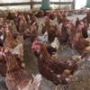 Tavuklar Müslüm Babayla kavgayı bıraktı, yumurtlamaya başladı