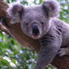 Avustralya'da 686 koala öldürüldü Avustralya'da 686 koala öldürüldü