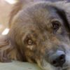 Köpeklerin yaşı artık böyle hesaplanacak! Köpeklerin yaşı artık böyle hesaplanacak!