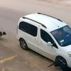 Köpek katilinin ehliyetine el konuldu