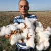 Pamuk, üreticisinin yüzünü güldürüyor