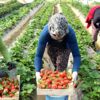 Aydın da çilek üretimi başladı Aydın da çilek üretimi başladı