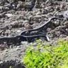 Yılanların dansı saniye saniye görüntülendi Yılanların dansı saniye saniye görüntülendi