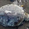 Caretta careta öldürülmüş halde bulundu