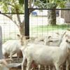 İstanbullu mimar keçi çiftliği kurarak markalaştı