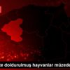 Karabük te doldurulmuş hayvanlar müzede sergileniyor