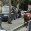 Sahibinden kaçan boğa trafiği birbirine kattı Sahibinden kaçan boğa trafiği birbirine kattı