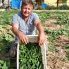 İkinci ürün salatalıkta son günler İkinci ürün salatalıkta son günler