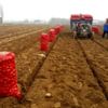Patates üreticisi fiyattan memnun değil Patates üreticisi fiyattan memnun değil