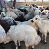 Koronavirüs kurbanlık satışlarını etkiledi Koronavirüs kurbanlık satışlarını etkiledi