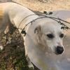 Sokak ortasında köpeği bıçakladı Sokak ortasında köpeği bıçakladı
