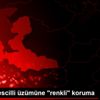 İzmir in tescilli üzümüne "renkli" koruma İzmir in tescilli üzümüne "renkli" koruma