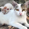 Antalya'da kedi katliamı!