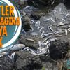Kanal İstanbul'u 'yaptırmam' diyen Ekrem İmamoğlu Küçükçekmece Gölü'ne bakmıyor! Binlerce ölü balık sahile vurdu