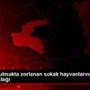 Yiyecek bulmakta zorlanan sokak hayvanlarına yem ve ...