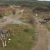 Urla'da 30 köpek boş arazide ölüme terk edildi Urla'da 30 köpek boş arazide ölüme terk edildi