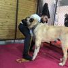 Kangal’ın Güneydoğulu rakibi Kurtboğan! Kangal’ın Güneydoğulu rakibi Kurtboğan!