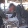 Peru'da alpaka develerine yapılan işkence kamerada Peru'da alpaka develerine yapılan işkence kamerada