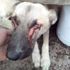 Gözlerinin oyulduğu sanılan köpek hasta çıktı