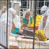 Ebolada ölü sayısı 8 bin 153'e çıktı