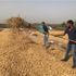 Adana'da yer fıstığı üretimi artıyor