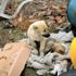 Avukatın duyarlılığı kulakları kesilen 11 köpeği kurtardı Avukatın duyarlılığı kulakları kesilen 11 köpeği kurtardı