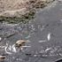 Kırklareli'nde çevre felaketi: Derede balık ölümleri