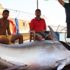 Bodrum'da dev orkinos oltaya takıldı Bodrum'da dev orkinos oltaya takıldı