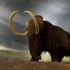 Meksika'daki bir inşaatta mamut kalıntıları bulundu Meksika'daki bir inşaatta mamut kalıntıları bulundu